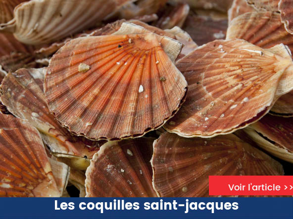 Les coquilles saint-jacques